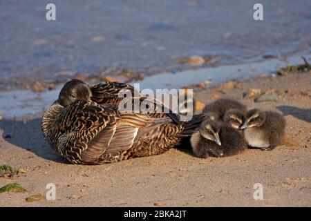 FEMELLE DE CANARD D'EIDER (Somateria mollissima) avec canetons, Écosse, Royaume-Uni. Banque D'Images