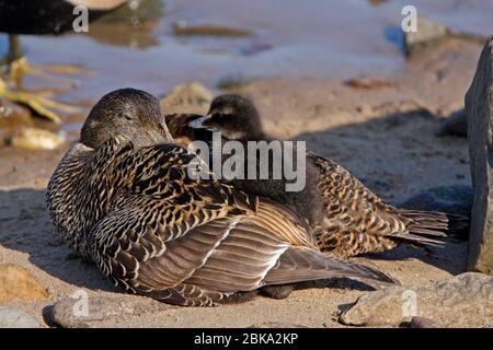 (Commun) FEMELLE DE CANARD D'EIDER (Somateria mollissima) au repos avec caneton sur son dos, Écosse, Royaume-Uni. Banque D'Images