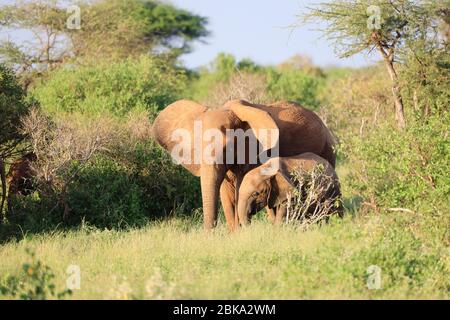 Éléphants avec peau rouge à cause de la poussière dans Tsavo East Nationalpark, Kenya, Afrique Banque D'Images