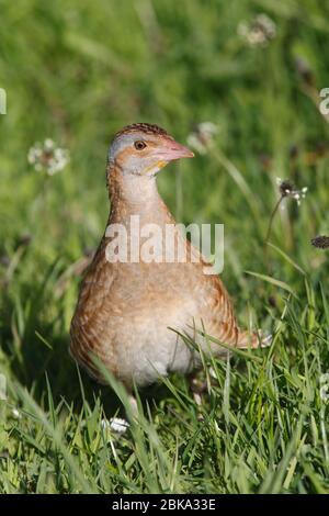 CORNCRAKE (Crex crex) dans un champ d'herbe, île d'Iona, Écosse, Royaume-Uni. Banque D'Images