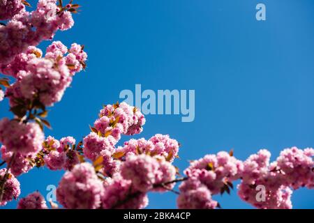 branche sakura sur fond bleu ensoleillé ciel. Beauté naturelle. Agréable journée de printemps. Carte de vœux pour femme, espace de copie. 8 mars. fête des mères heureux. Détente estivale. Cosmétique naturelle, spa. Banque D'Images