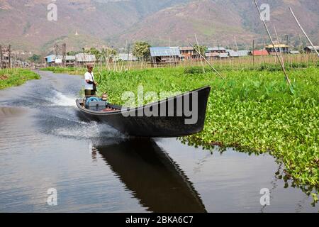 Canoë entouré de jardins flottants, village de Maing Thauk, lac Inle, état de Shan, Myanmar, Asie Banque D'Images