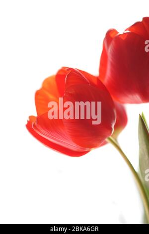 Tulipes rouges sur fond blanc. Banque D'Images
