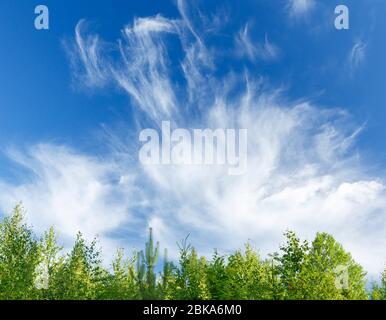 Nuages blancs sur le ciel bleu et les cimes , Finlande Banque D'Images