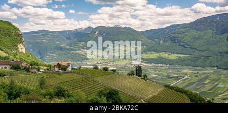 Vignobles Trentin-Haut-Adige Tyrol du Sud , Bolzano, Italie. Territoire de Haut-Adige/Tyrol du Sud, paysage de printemps. Banque D'Images