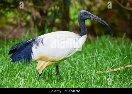 Ibis à tête noire dans un habitat naturel (Threskiornis melanocephalus) Banque D'Images