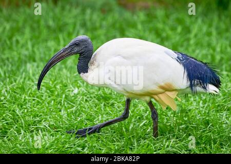 Ibis à tête noire dans un habitat naturel (Threskiornis melanocephalus) Banque D'Images