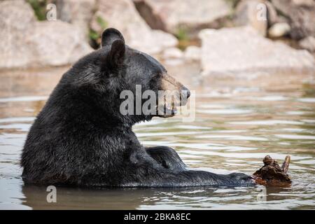 Ours noir dans la prairie Banque D'Images