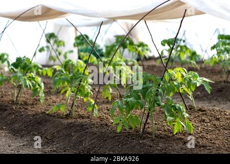 plants de tomates en serre - foyer sélectif Banque D'Images
