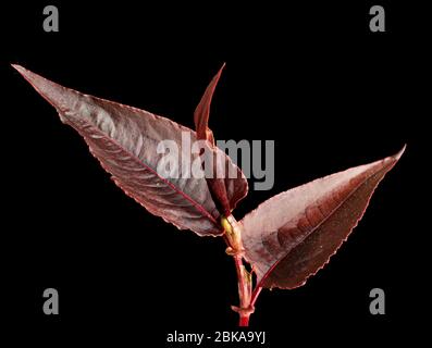 Feuillage en bronze rétroéclairé du vivace dur, Persicaria microcephala 'Red Dragon' sur fond noir Banque D'Images