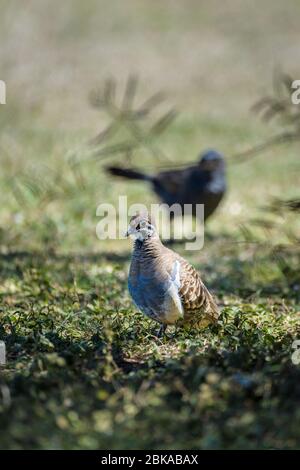 Queensland Morph squatter pigeon approchant un petit trou d'eau à pied avec un oeil rouge distinctif et des marques noires et blanches visage. Banque D'Images