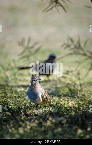 Queensland Morph squatter pigeon approchant un petit trou d'eau à pied avec un oeil rouge distinctif et des marques noires et blanches visage. Banque D'Images