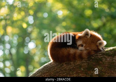 Panda rouge dormant sur l'arbre Banque D'Images