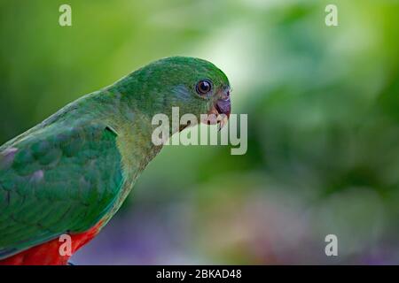 Perroquet de roi australienne assis. Oiseau australien de couleur verte et rouge de la côte est. Banque D'Images