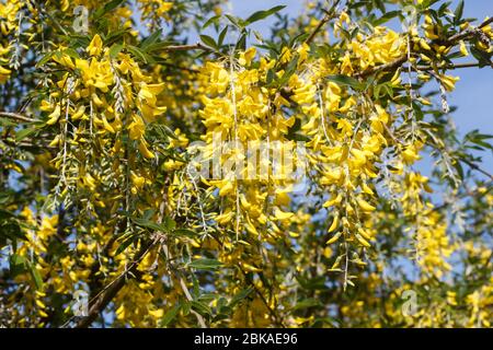 Fleurs jaunes de laburnum Alpine dans un jardin au printemps Banque D'Images