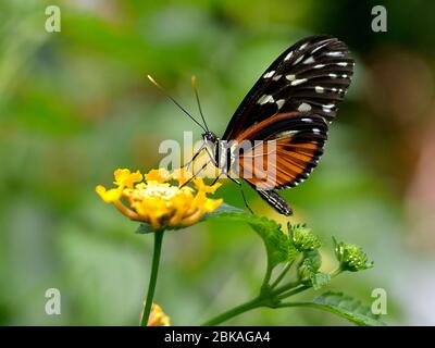 Papillon de long tigre (Heliconius hecale) se nourrissant sur fleur jaune et vu du profil Banque D'Images