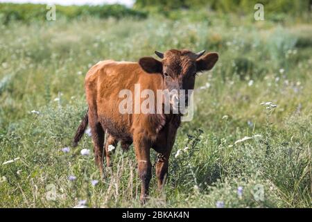 vache de village brun litte, vache dans la nature Banque D'Images