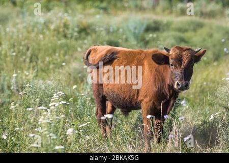 vache de village brun litte, vache dans la nature, dans l'herbe Banque D'Images