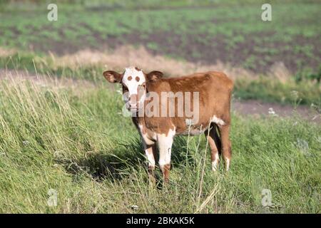 vache de village brun litte, vache dans la nature Banque D'Images