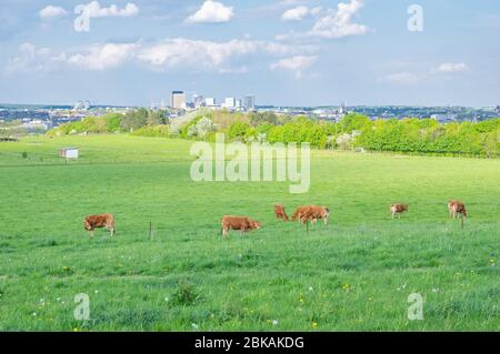 Idylle rurale dans les environs de la ville de Luxembourg avec bétail paître sur le pâturage et le bureau de Kirchberg tours en arrière-plan Banque D'Images