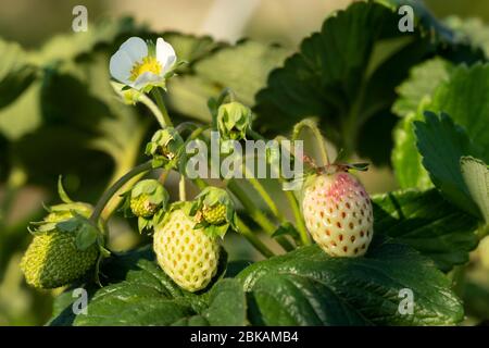 Champ de fraises. Fleurs de fruits de fraise dans le champ, feuilles et baies attendant de mûrir sur la branche. Banque D'Images