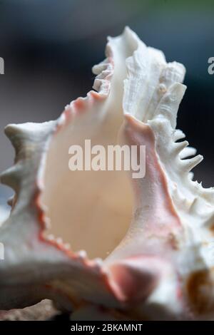 Le conch est un nom commun appliqué à un certain nombre de cailles ou de coquillages de taille moyenne à grande. Le terme s'applique généralement aux grands escargots Banque D'Images