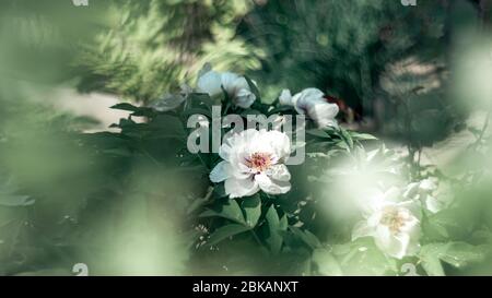 Pivoine florissante d'arbre après la pluie. Les grosses pivoines blanches aux chutes fleurissent au printemps. Paeonia rockii. Banque D'Images