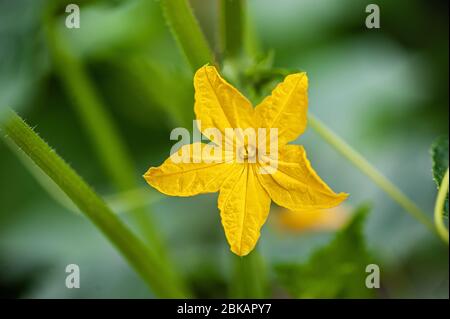 Une fleur jaune de l'ovaire de concombre. Plante auto-pollinisée au concombre dans une serre. Planter et cultiver des concombres dans une serre. Banque D'Images