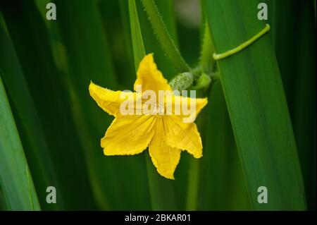 Une fleur jaune de l'ovaire de concombre. Plante auto-pollinisée au concombre dans une serre. Planter et cultiver des concombres dans une serre. Banque D'Images