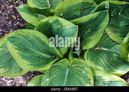 Hosta 'Hampshire Comté' Banque D'Images