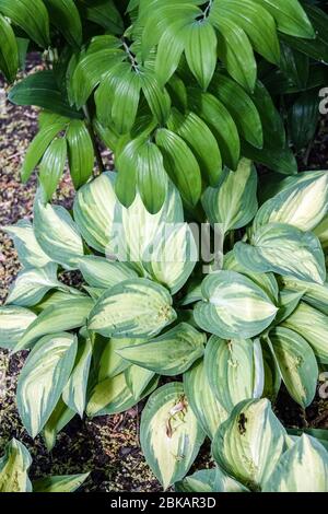 Hosta 'Moonstruck' sous les feuilles Solomon's Seal Polygonatum Banque D'Images