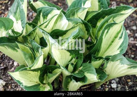 Feuilles varirgated d'hostA 'Whirlwind' Banque D'Images