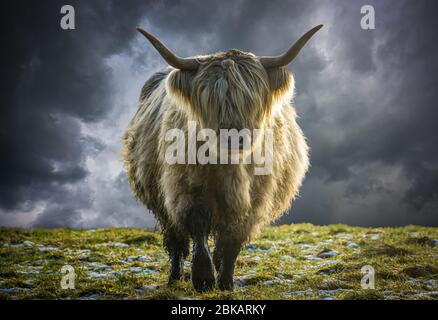 Un Cow des Highlands écossais a été rétro-éclairé dans le soleil d'hiver contre UN ciel de Stormy Banque D'Images