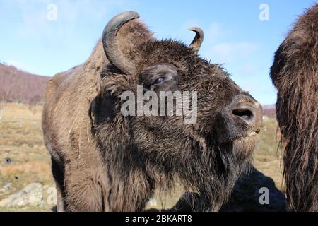 Portrait du Bison européen au Highland Wildlife Park, Cairngorms, Écosse, Royaume-Uni Banque D'Images