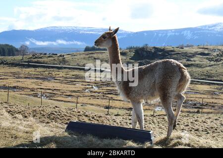 Vicuna ou vicuñas à la réserve d'animaux des Highlands avec une vue des Cairngorms en arrière-plan, Cairngorms, Scottish Highlands, Écosse, Royaume-Uni Banque D'Images