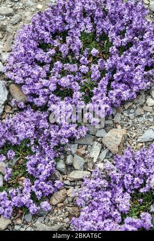 Petite Veronica prostrata bleue 'Nana' Banque D'Images