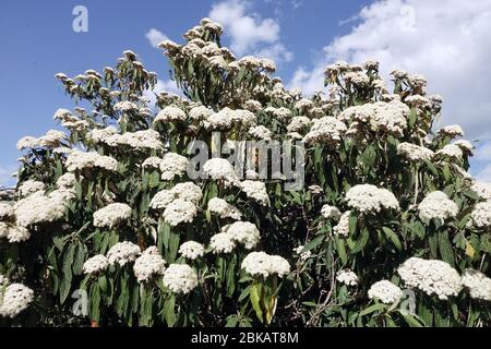 Viburnum rhytidophyllum de la feuille d'atherlehleaf Banque D'Images