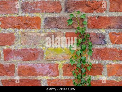 Une seule vigne Ivy qui s'est enivrée dans un mur de briques rouges sur le côté droit. Banque D'Images