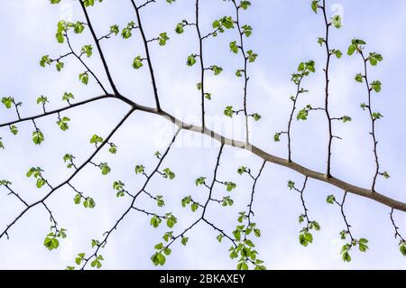 Une branche d'arbre avec des brindilles espacées et des feuilles en herbe s'est élevée contre le ciel. Banque D'Images