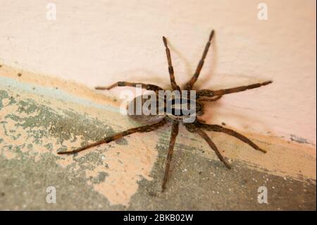 Une famille d'araignées araneomorphes - un entonnoir araignée rampant sur une journée ensoleillée d'été sur un sol en béton chaud près du mur. Insectes. Arthropodes Banque D'Images