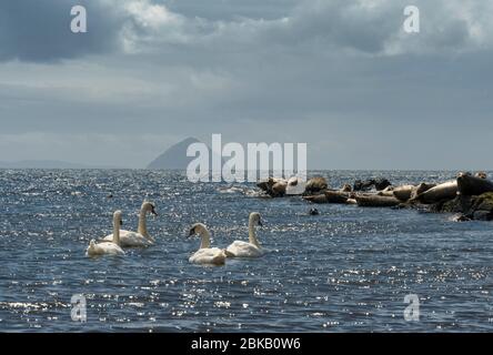 ailsa craig de kildonan avec faune, arran Banque D'Images