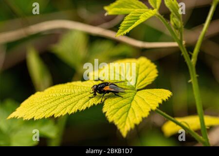 A Noon Fly (Mesembrina meridiana) photographié baignant le soleil sur la végétation dans le parc national de South Downs, West Sussex, sud de l'Angleterre, Royaume-Uni. Banque D'Images