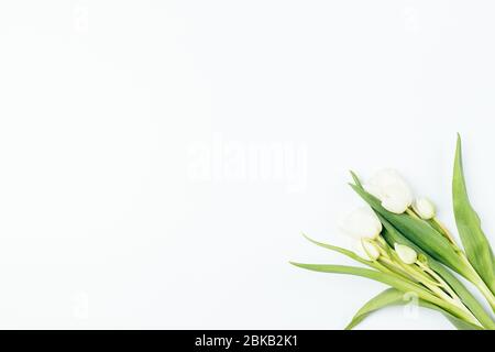 Bouquet de belles fleurs de tulipes délicates sur fond blanc avec espace de copie. Banque D'Images