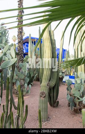 Jardin Majorelle, Marrakech, Maroc, Afrique du Nord Banque D'Images