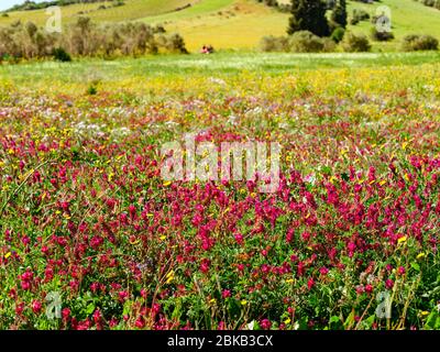 Belle prairie pleine de fleurs sauvages roses et jaunes au printemps Banque D'Images