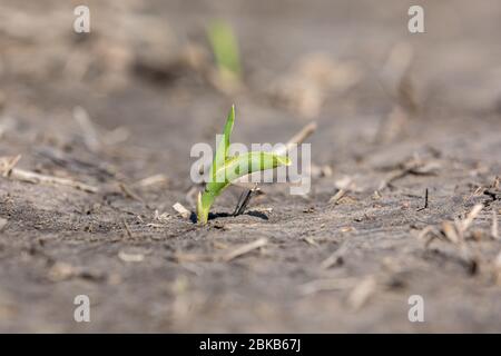 Jeune nouvelle plante de maïs, stade de croissance VE, émergent dans le champ agricole. La pluie et les inondations ont causé des conditions de sol dures et fissurées pendant les semis de printemps Banque D'Images