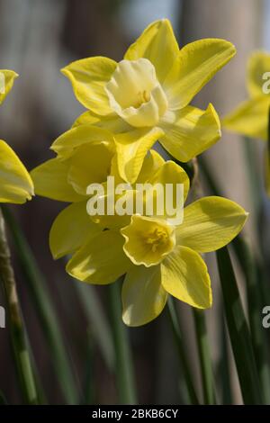 Fleurs d'un jonquilla daffodil Narcisse 'Pipit' segments de perianth jaune et corona pâle ou trompette contre un ciel bleu, avril Banque D'Images