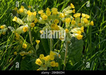 Lâches (Primula veris) une primula à plusieurs têtes en pleine fleur et rétroéclairé par le soleil de l'après-midi, avril, Berkshire Banque D'Images