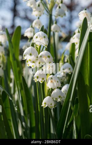 Flocon de neige d'été ou fleurs Loddon lily (Leucojum aestivum) rétroéclairées par le soleil de printemps après-midi, Berkshire. Avril Banque D'Images