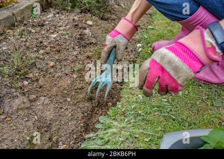 4 jardinier féminin non identifié désherbage d'un jardin de fleurs avec une fourche de jardinage en plastique dans un jardin rural de campagne Banque D'Images